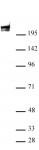 RNA pol II antibody (mAb) tested by Western blot.