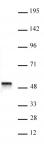 ACTL6B antibody (pAb) tested by Western blot.