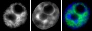 RNA pol II CTD phospho Ser2 antibody (mAb) tested by immunofluorescence.