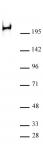RNA pol II CTD phospho Ser2 antibody (mAb) tested by Western blot.