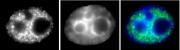 RNA pol II CTD phospho Ser5 antibody (mAb) tested by immunofluorescence.
