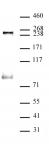 RNA pol II CTD phospho Ser5 antibody (mAb) tested by Western blot.