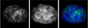 RNA pol II CTD phospho Ser7 antibody (mAb) tested by immunofluorescence.