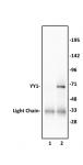 YY1 antibody (pAb) tested by immunoprecipitation.