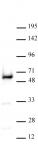 YY1 antibody (pAb) tested by Western blot.