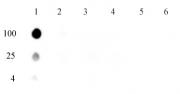 5-mCpA antibody (mAb)  tested by dot blot analysis.