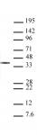 Western Blot of Histone H1 antibody (clone 1G6-E3)