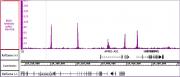 BRD2 antibody (pAb) tested by ChIP-Seq.