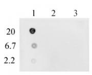 DNA-RNA Hybrid (mAb) tested by dot blot analysis.