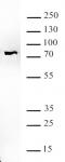 BRD7 antibody (pAb) tested by Western blot.