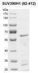 Recombinant SUV39H1 (82-412) protein.