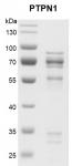 Recombinant PTPN1 protein gel