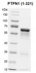 Recombinant PTPN1 (1-321) protein gel.