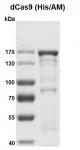 Recombinant dCas9 protein, His/AM Tag