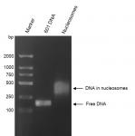 Recombinant Mononucleosomes (H3.1) DNA agarose gel