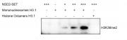 Western Blot for activity detection of Mononucleosomes (H3.1)