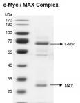 Recombinant c-Myc / MAX Complex gel