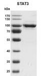 Recombinant STAT3 protein  gel