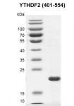 Recombinant YTHDF2 (401-554) SDS PAGE gel