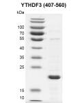 Recombinant YTHDF3 (407-560) SDS PAGE gel
