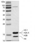 Recombinant Mononucleosomes (H2A.X) protein gel.