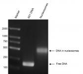 Recombinant Mononucleosomes (H2A.X) DNA gel.