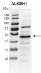Recombinant ALKBH1 protein gel