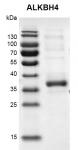 Recombinant ALKBH4 protein gel