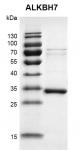 Recombinant ALKBH7 protein gel