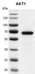 Recombinant AKT1 protein gel