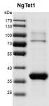 Recombinant NgTet1 protein