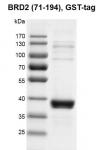 Recombinant BRD2 (71-194), GST-Tag, protein gel