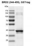 Recombinant BRD2 (344-455), GST-Tag protein gel