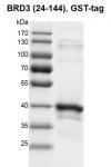 Recombinant BRD3 (24-244), GST-Tag protein gel