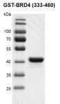 Recombinant BRD4 (333-460), GST-Tag protein gel