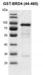 Recombinant BRD4 (44-460), GST-Tag protein gel