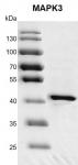 Recombinant MAPK3 (ERK1) protein gel
