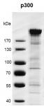 Recombinant p300 protein gel