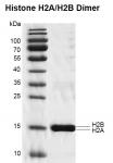 Recombinant Histone H2A/H2B Dimer