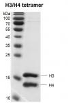 Recombinant Histone H3/H4 Tetramer