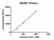 Recombinant NSUN5 protein activity assay