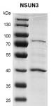 Recombinant NSUN3 protein