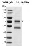 Recombinant EGFR (672-1210, L858R) protein
