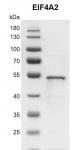 Recombinant EIF4A2 protein10% SDS-PAGE gel