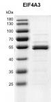 ecombinant EIF4A3 protein gel