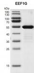 Recombinant EEF1G protein gel