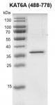 Recombinant KAT6A / MOZ (488-778) protein gel