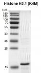 Recombinant Histone H3.1 (K4M) gel