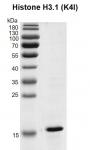 Recombinant Histone H3.1 (K4I) gel