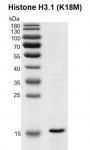 Recombinant Histone H3.1 (K18M) gel